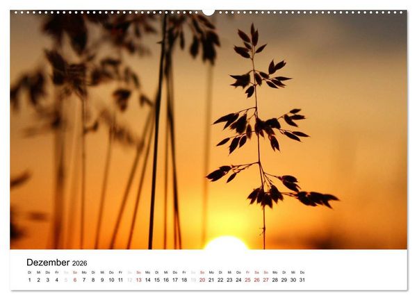 Produktbild: Zarte Natur 2026 (Wandkalender 2026 DIN A2 quer), CALVENDO Monatskalender
