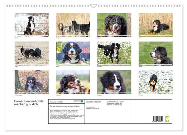Produktbild: Berner Sennenhunde machen gl&uuml;cklich (Wandkalender 2026 DIN A2 quer), CALVENDO Monatskalender