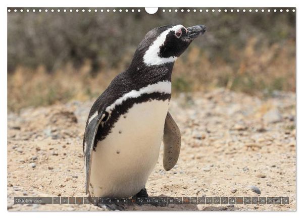 Produktbild: Pinguine in Patagonien (Wandkalender 2026 DIN A3 quer), CALVENDO Monatskalender