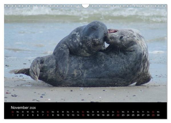Produktbild: Verspielte Robben (Wandkalender 2026 DIN A3 quer), CALVENDO Monatskalender