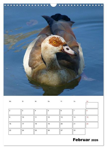Produktbild: Gl&uuml;ckliche G&auml;nse (Wandkalender 2026 DIN A3 hoch), CALVENDO Monatskalender