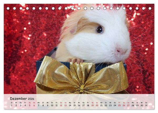 Produktbild: Meerschweinchen 2026 - bezaubernd, hinrei&szlig;end, entz&uuml;ckend (Tischkalender 2026 DIN A5 quer), CALVENDO Monatskalender