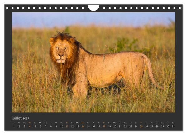 Produktbild: Lions &ndash; Photographies de la faune (Calendrier mural 2027 DIN A4 vertical), CALVENDO calendrier mensuel