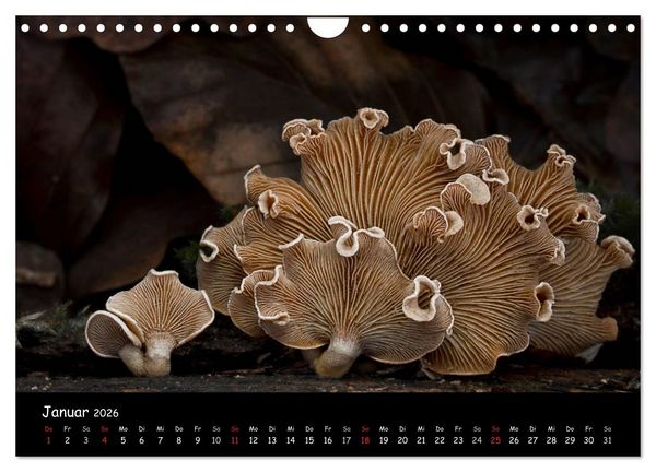 Produktbild: Pilzgalerie (Wandkalender 2026 DIN A4 quer), CALVENDO Monatskalender