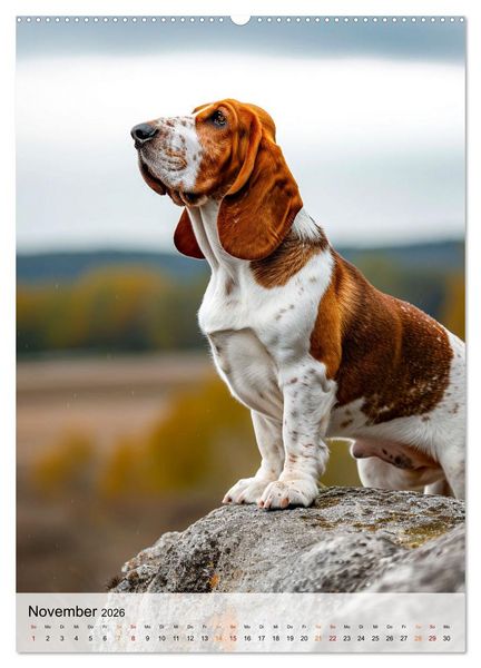 Produktbild: Basset Hound - freundlich und anh&auml;nglich (Wandkalender 2026 DIN A2 hoch), CALVENDO Monatskalender