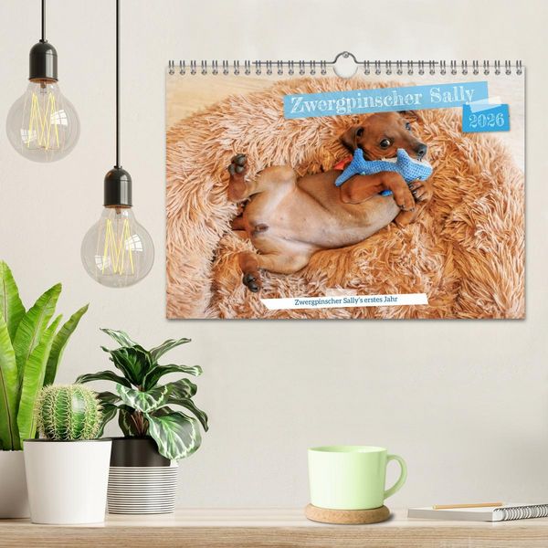 Produktbild: Zwergpinscher Sally&lsquo;s erstes Jahr (Wandkalender 2026 DIN A4 quer), CALVENDO Monatskalender