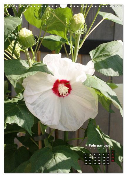 Produktbild: Malvenbl&uuml;te (Wandkalender 2026 DIN A3 hoch), CALVENDO Monatskalender