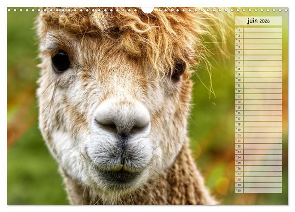 Produktbild: Alpagas, doudous aux coiffures sauvages (Calendrier mural 2026 DIN A3 vertical), CALVENDO calendrier mensuel