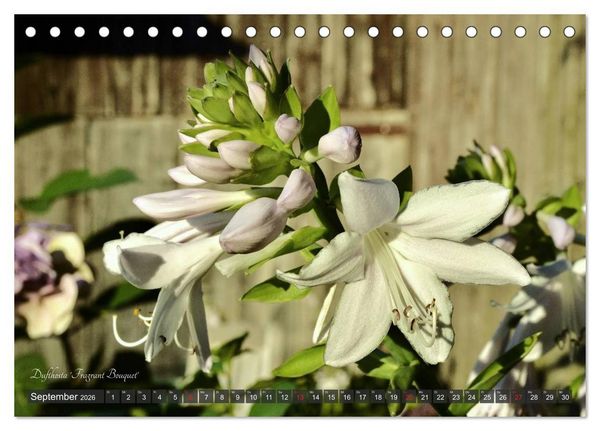 Produktbild: Hosta Staude mit Herz (Tischkalender 2026 DIN A5 quer), CALVENDO Monatskalender