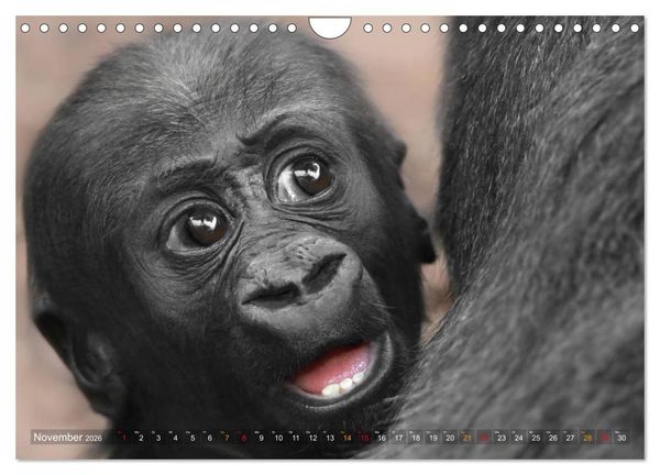 Produktbild: MENSCHENAFFENKINDER 2 (Wandkalender 2026 DIN A4 quer), CALVENDO Monatskalender