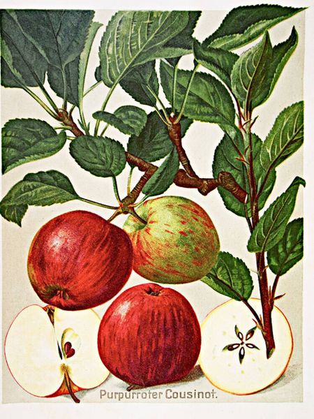 Produktbild: CALVENDO Puzzle Purpurroter Cousinot | 1000 Teile Lege-Gr&ouml;&szlig;e 64x48cm Foto-Puzzle f&uuml;r gl&uuml;ckliche Stunden