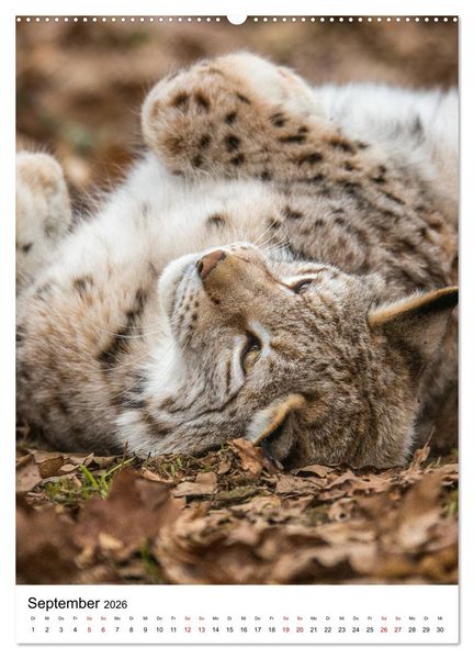 Produktbild: Der eurasische Luchs (hochwertiger Premium Wandkalender 2026 DIN A2 hoch), Kunstdruck in Hochglanz