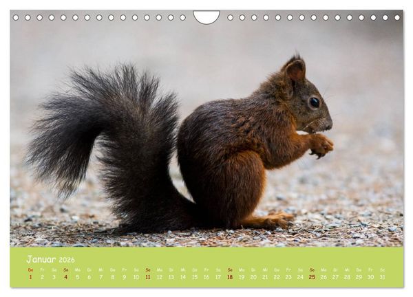 Produktbild: Eichh&ouml;rnchen - die s&uuml;&szlig;en Nussknacker (Wandkalender 2026 DIN A4 quer), CALVENDO Monatskalender