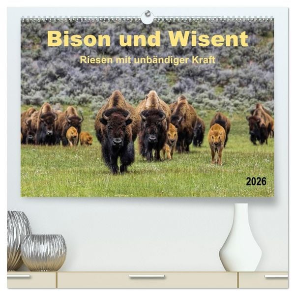 Bison und Wisent - Riesen mit unbändiger Kraft (hochwertiger Premium Wandkalender 2026 DIN A2 quer), Kunstdruck in Hochglanz