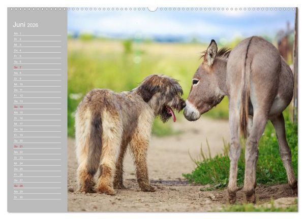 Produktbild: Kleiner Esel. Boldewyn mit seinen Freunden (Wandkalender 2026 DIN A2 quer), CALVENDO Monatskalender