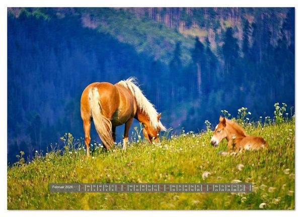 Produktbild: Die besonderen Haflinger-Pferde (Wandkalender 2026 DIN A3 quer), CALVENDO Monatskalender