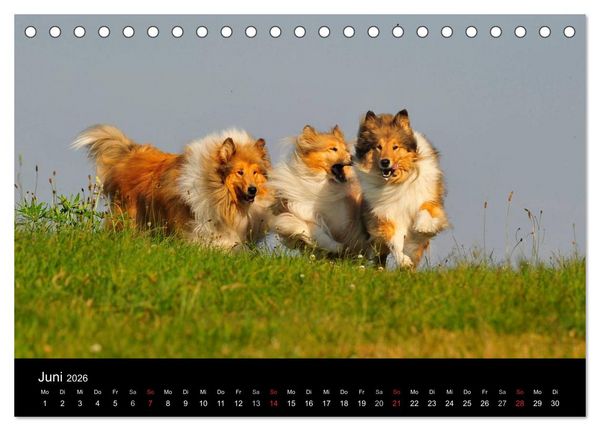 Produktbild: Faszination Collie 2026 (Tischkalender 2026 DIN A5 quer), CALVENDO Monatskalender