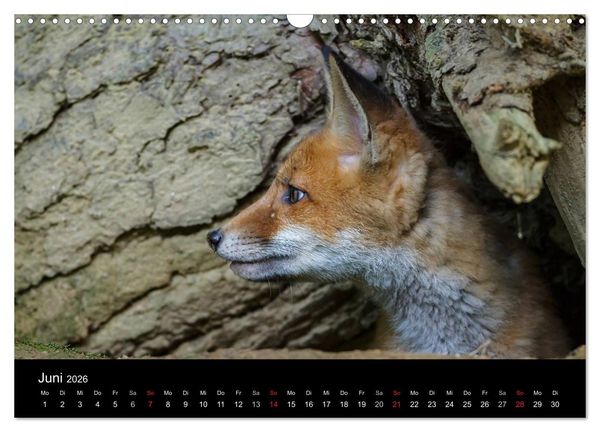 Produktbild: F&uuml;chse in freier Natur (Wandkalender 2026 DIN A3 quer), CALVENDO Monatskalender