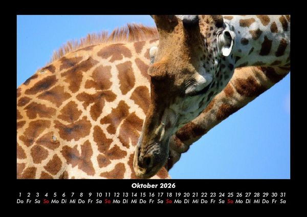 Produktbild: Giraffen 2026 Fotokalender DIN A3