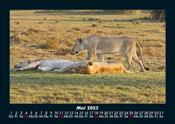 Produktbild: L&ouml;wen in der Wildnis 2025 Fotokalender DIN A5