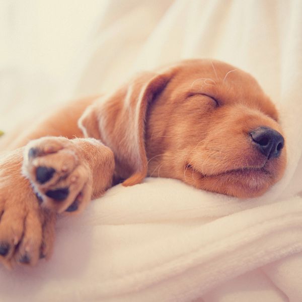 Produktbild: Hundewelpen / Puppy Dogs 2027