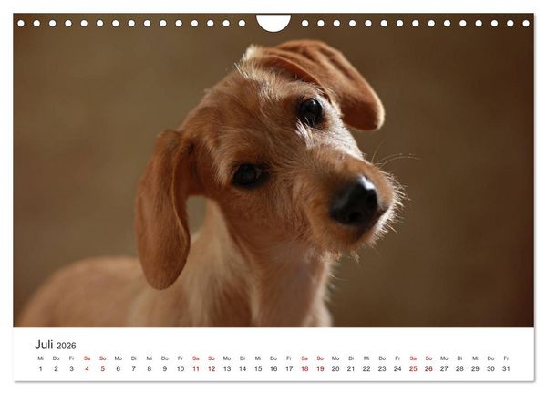 Produktbild: Welpenblicke (Wandkalender 2026 DIN A4 quer), CALVENDO Monatskalender