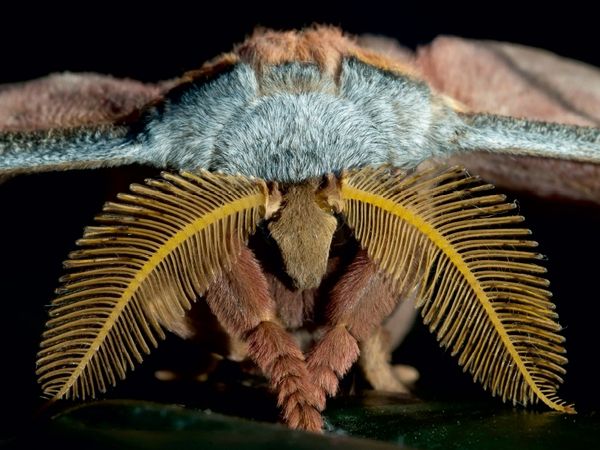 Produktbild: Tussaspinner Antheraea mylitta, Asien (Puzzle)
