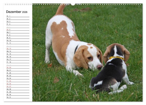 Produktbild: DER BEAGLEige TERMINPLANER (hochwertiger Premium Wandkalender 2026 DIN A2 quer), Kunstdruck in Hochglanz