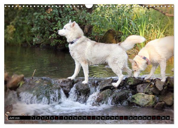 Produktbild: Faszination Husky (Wandkalender 2026 DIN A3 quer), CALVENDO Monatskalender
