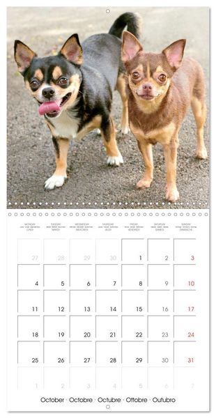 Produktbild: Chihuahua: Small dogs, but mighty (Wall Calendar 2027 12 &times; 12 Inch) CALVENDO 12 Month Wall Calendar