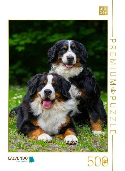 CALVENDO Puzzle Ein Motiv aus dem Kalender Faszination Berner Sennenhund | 500 Teile Lege-Größe 48 × 36 cm Foto-Puzzle für Erwachsene