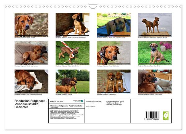 Produktbild: Rhodesian Ridgeback - Ausdrucksstarke Gesichter (Wandkalender 2026 DIN A3 quer), CALVENDO Monatskalender