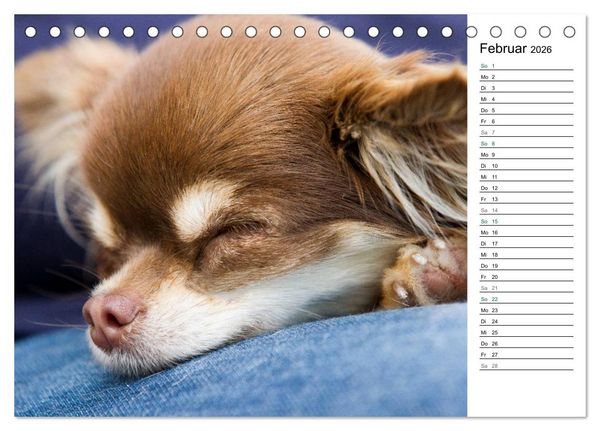 Produktbild: Chihuahuas - kleine Herzensbrecher (Tischkalender 2026 DIN A5 quer), CALVENDO Monatskalender