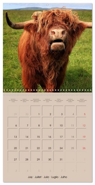 Produktbild: Highland Cows (Wall Calendar 2026 12 &times; 12 Inch) CALVENDO 12 Month Wall Calendar