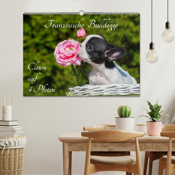 Produktbild: Franz&ouml;sische Bulldogge - Clown auf 4 Pfoten (Wandkalender 2026 DIN A2 quer), CALVENDO Monatskalender