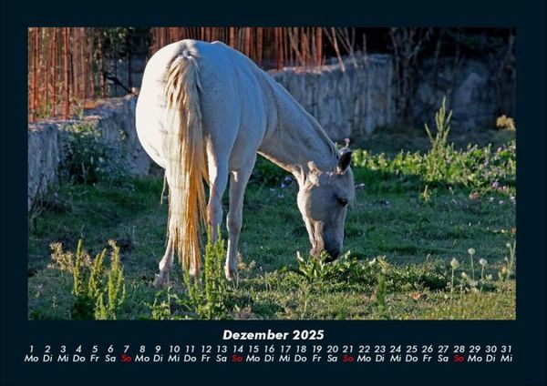 Produktbild: Pferde Kalender 2025 Fotokalender DIN A4