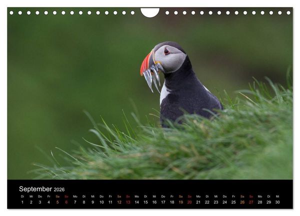 Produktbild: Welt der Papageitaucher (Wandkalender 2026 DIN A4 quer), CALVENDO Monatskalender