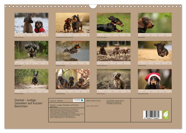 Produktbild: Dackel - lustige Gesellen auf kurzen Beinchen (Wandkalender 2026 DIN A3 quer), CALVENDO Monatskalender