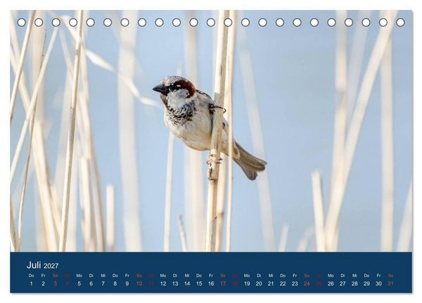 Produktbild: Spatzen-Kalender (Tischkalender 2027 DIN A5 quer), CALVENDO Monatskalender