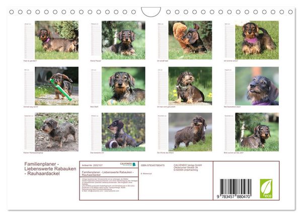 Produktbild: Familienplaner - Liebenswerte Rabauken - Rauhaardackel (Wandkalender 2026 DIN A4 quer), CALVENDO Monatskalender