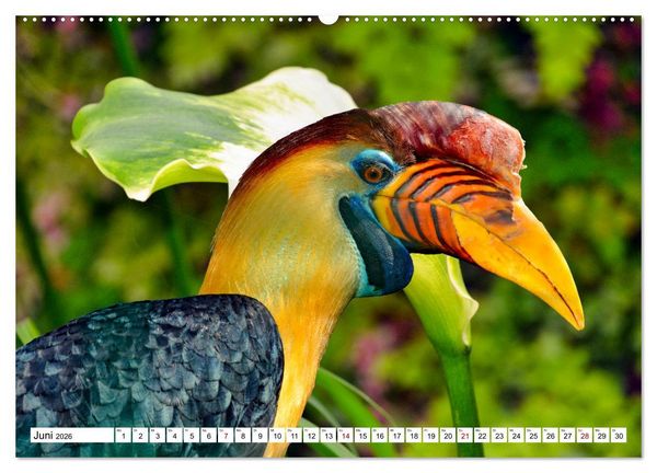 Produktbild: Bunte Vielfalt in der Vogelwelt (Wandkalender 2026 DIN A2 quer), CALVENDO Monatskalender