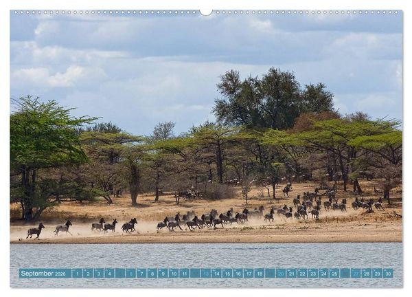 Produktbild: Afrikas Tierwelt: Zebras (hochwertiger Premium Wandkalender 2026 DIN A2 quer), Kunstdruck in Hochglanz