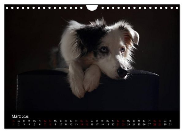Produktbild: Charmante Australian Shepherds (Wandkalender 2026 DIN A4 quer), CALVENDO Monatskalender