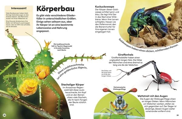 Produktbild: memo Wissen Kids. Insekten
