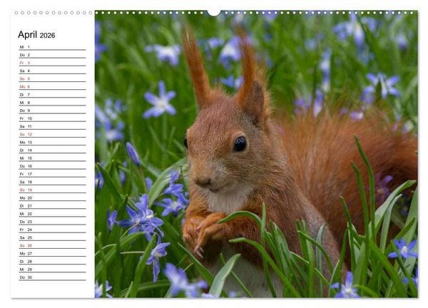 Produktbild: Mit dem Eichh&ouml;rnchen durchs Jahr (Wandkalender 2026 DIN A2 quer), CALVENDO Monatskalender