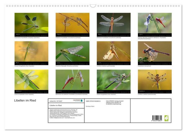 Produktbild: Libellen im Ried (Wandkalender 2026 DIN A2 quer), CALVENDO Monatskalender