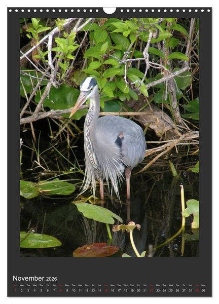 Produktbild: Herons & Egrets (Wall Calendar 2026 DIN A3 portrait), CALVENDO 12 Month Wall Calendar