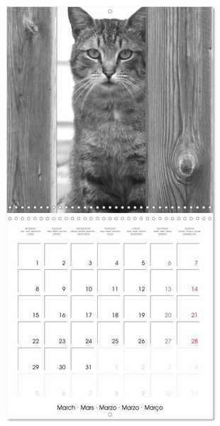 Produktbild: Black and white cat whispers (Wall Calendar 2027 12 &times; 12 Inch) CALVENDO 12 Month Wall Calendar