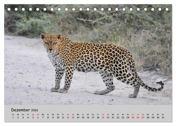 Produktbild: Leoparden - gro&szlig; und klein (Tischkalender 2026 DIN A5 quer), CALVENDO Monatskalender