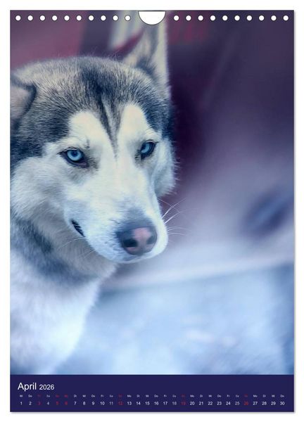 Produktbild: Huskies - Artwork (Wandkalender 2026 DIN A4 hoch), CALVENDO Monatskalender
